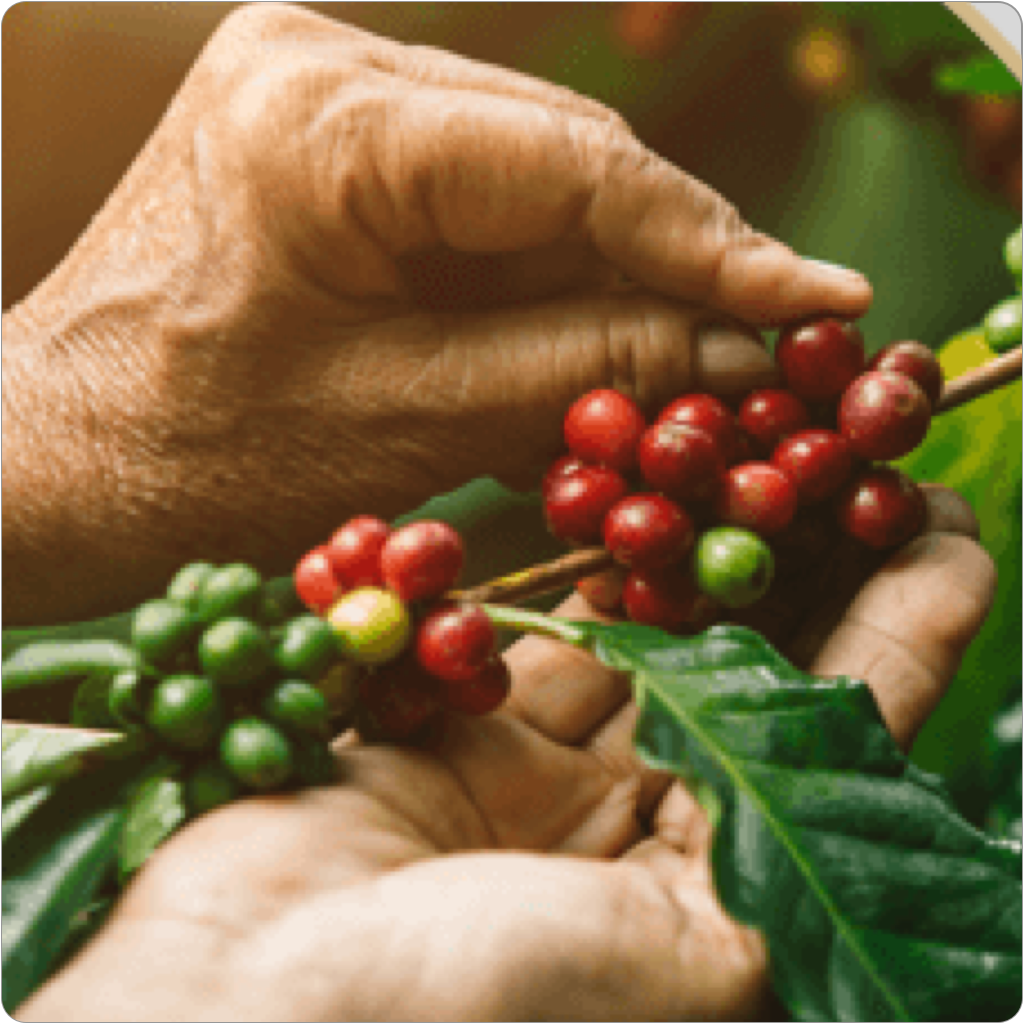 Coffee supply
